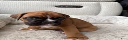 Boxer dogs for sale: Gorgeous classic boxers  in Newcastle - Advert 10