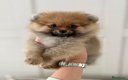 Pomeranian dogs for sale: Pomeranian tiny orange female   🧡🍊🐾 - Image 1