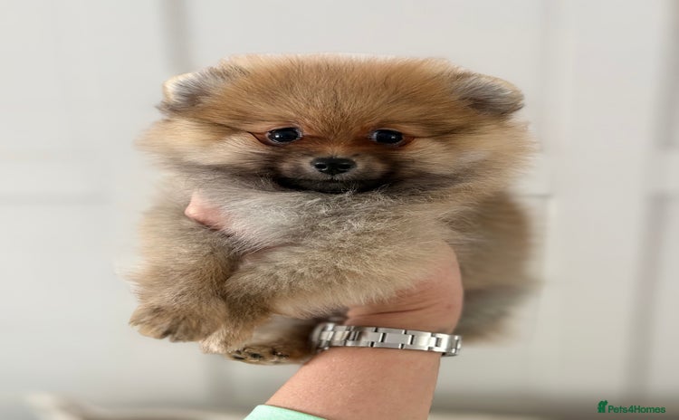 Pomeranian dogs - Advert 6