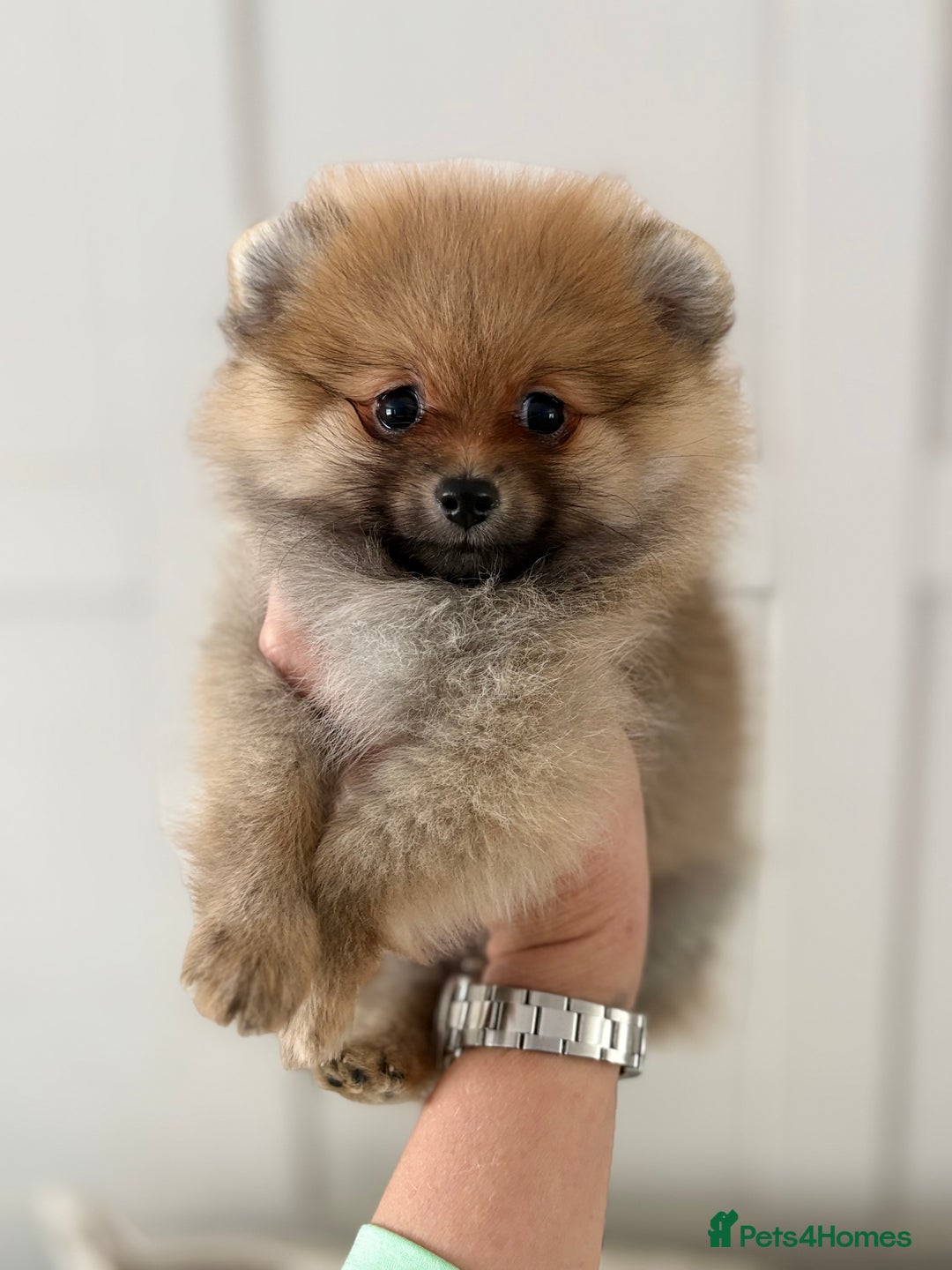 Pomeranian dogs for sale: Pomeranian tiny orange female   🧡🍊🐾 - Image 1