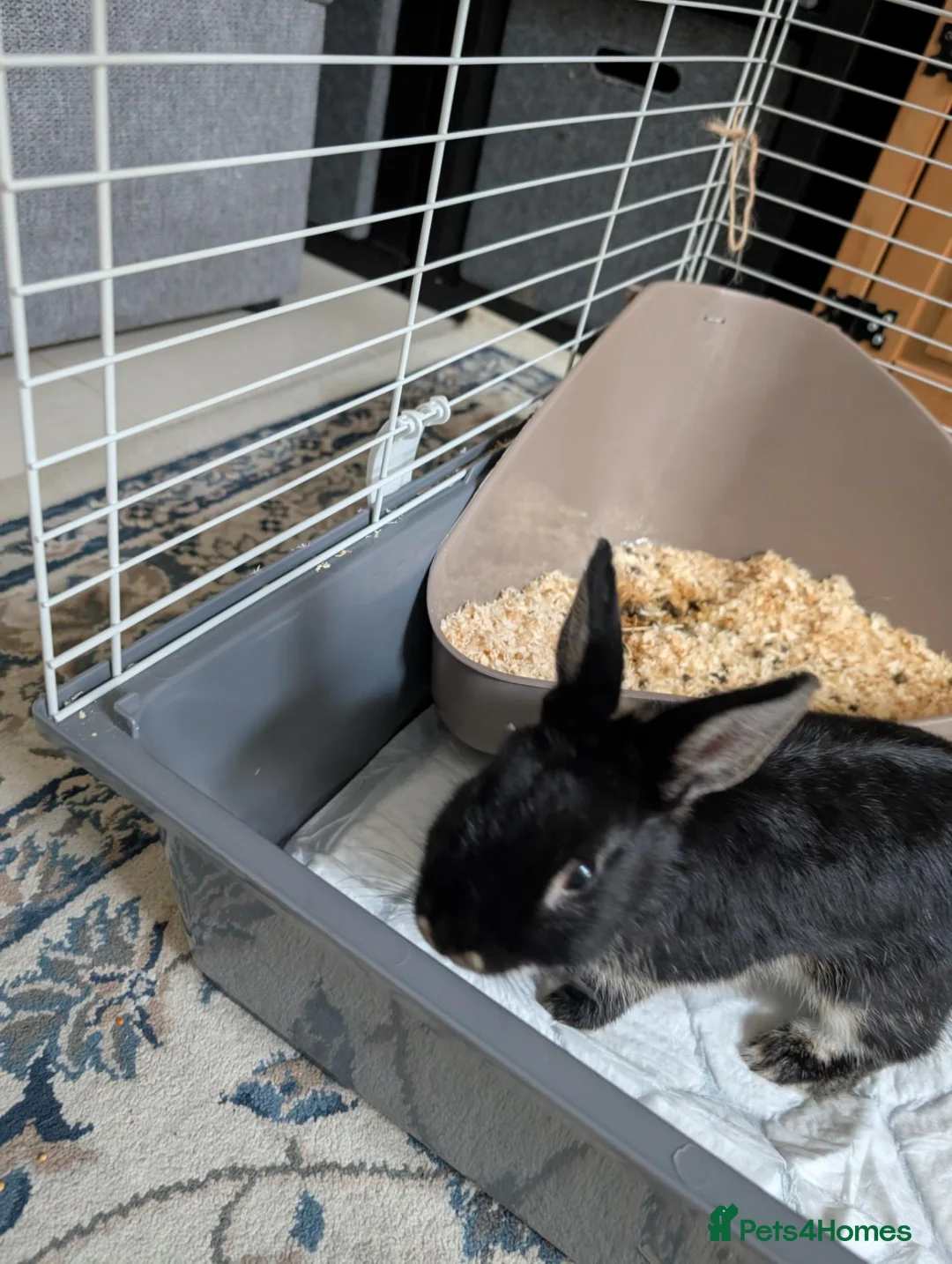 Netherland Dwarf rabbits for sale: Neutered male rabbit+ cage - Advert 2