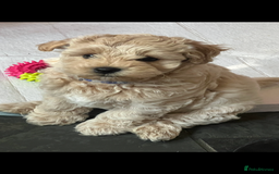 Maltipoo dogs for sale: Maltipoo - Image 2