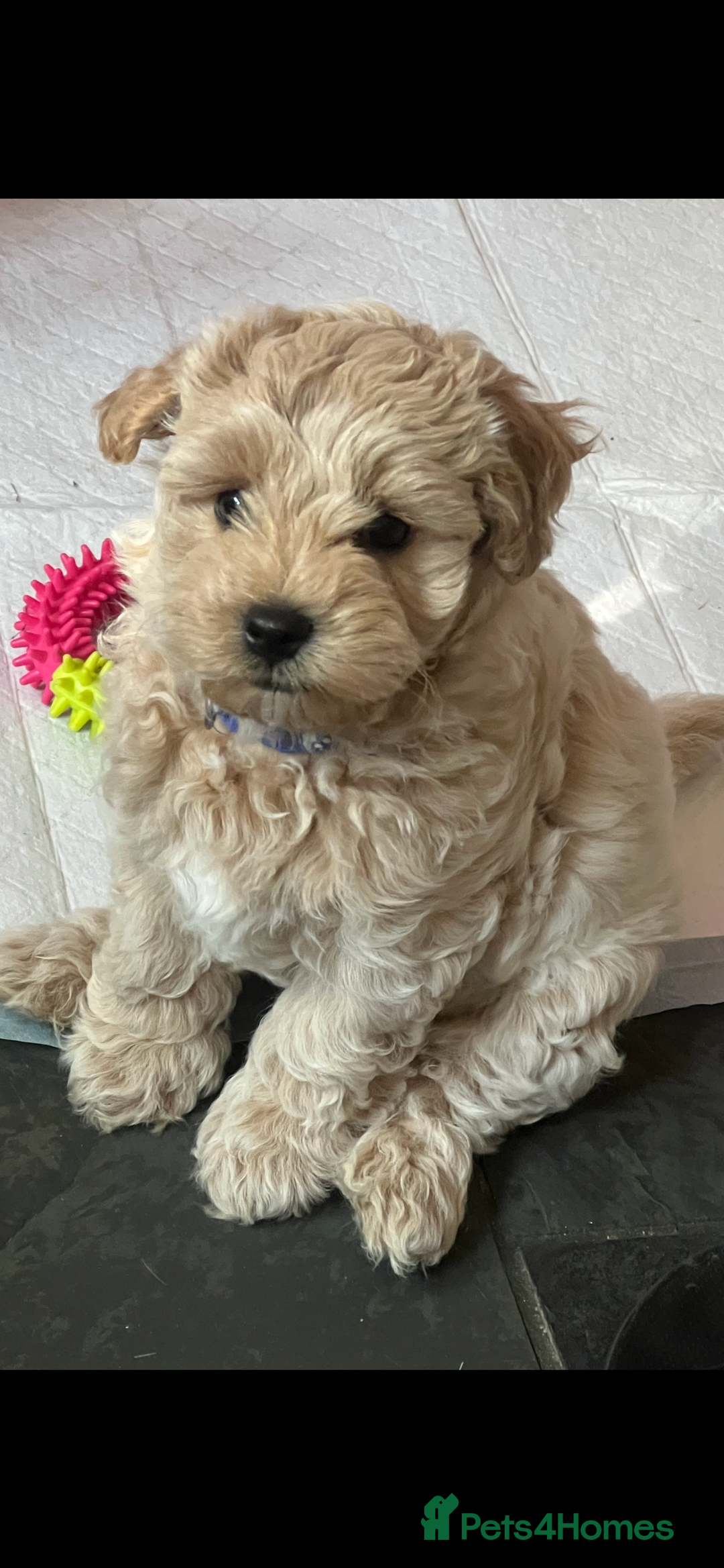 Maltipoo dogs for sale: Maltipoo - Image 2
