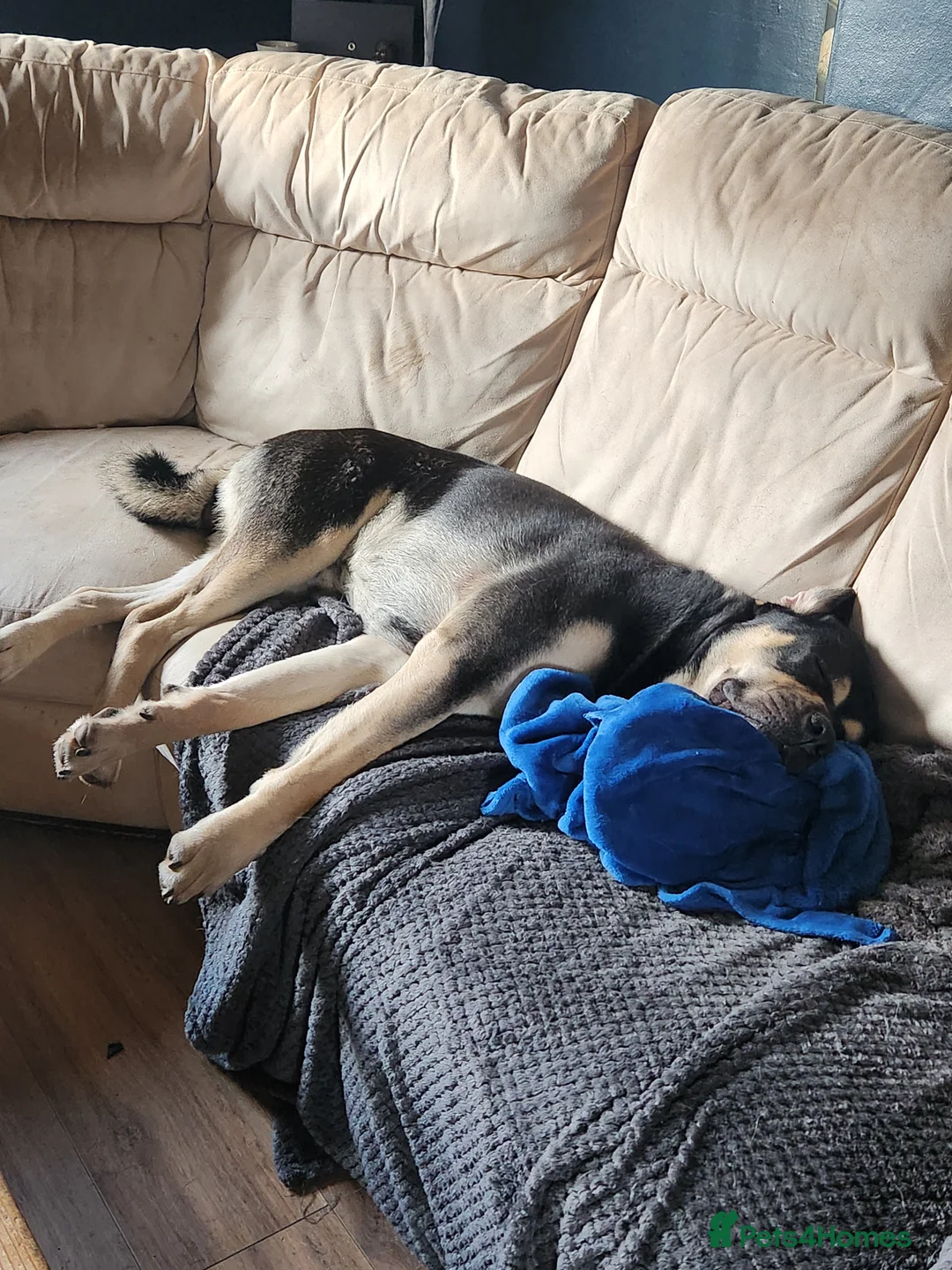 Mixed Breed dogs for sale: Deku   - Advert 13