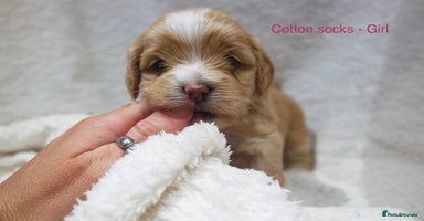 Mixed Breed dogs - Advert 16