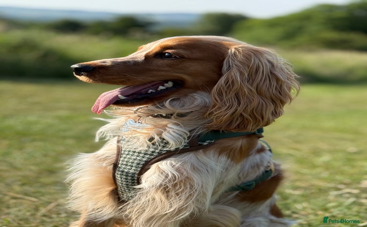 Cocker Spaniel dogs - Advert 4