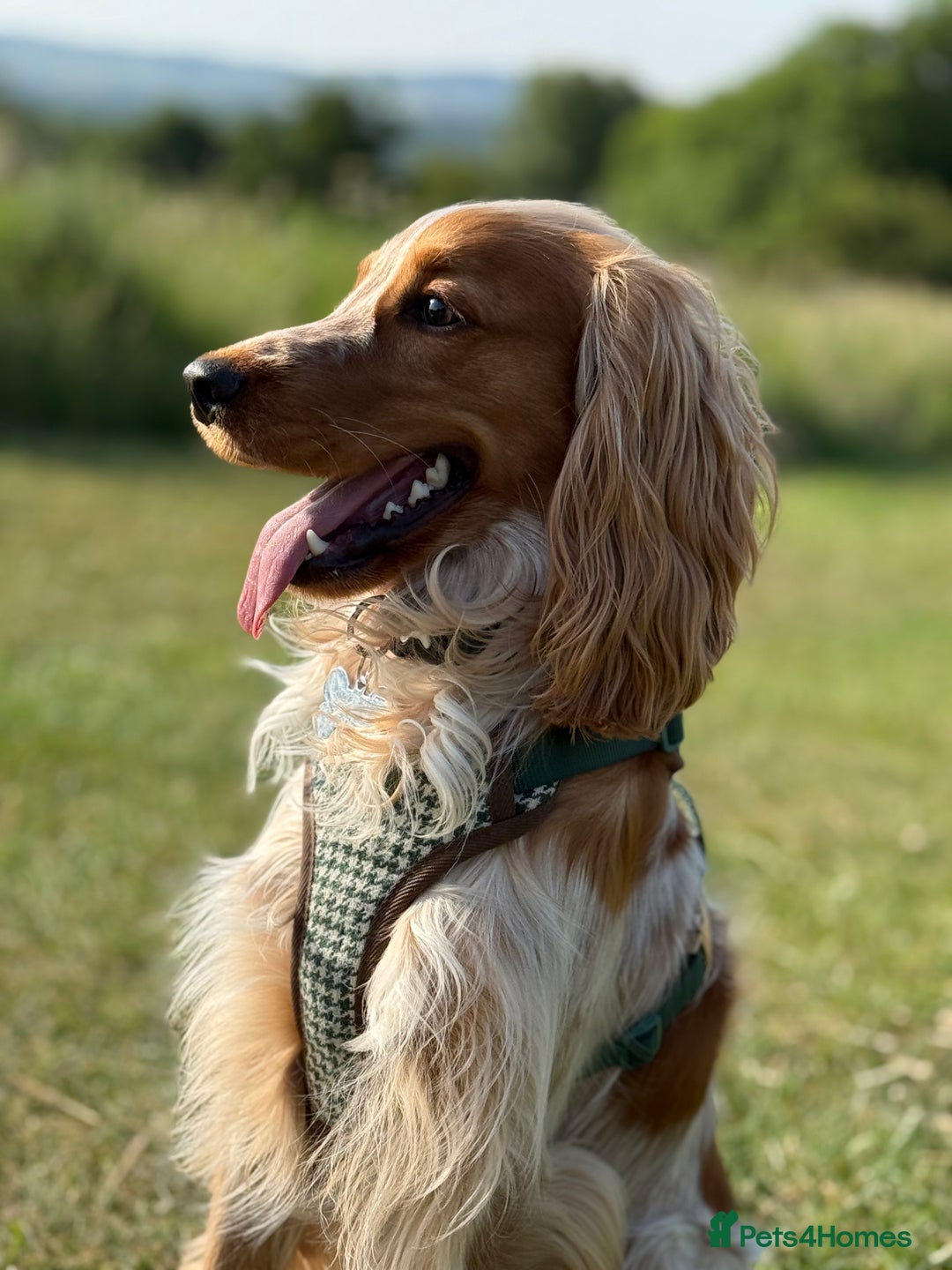 Cocker Spaniel dogs for sale: 1 year old cocker spaniel - very nervous - Image 1