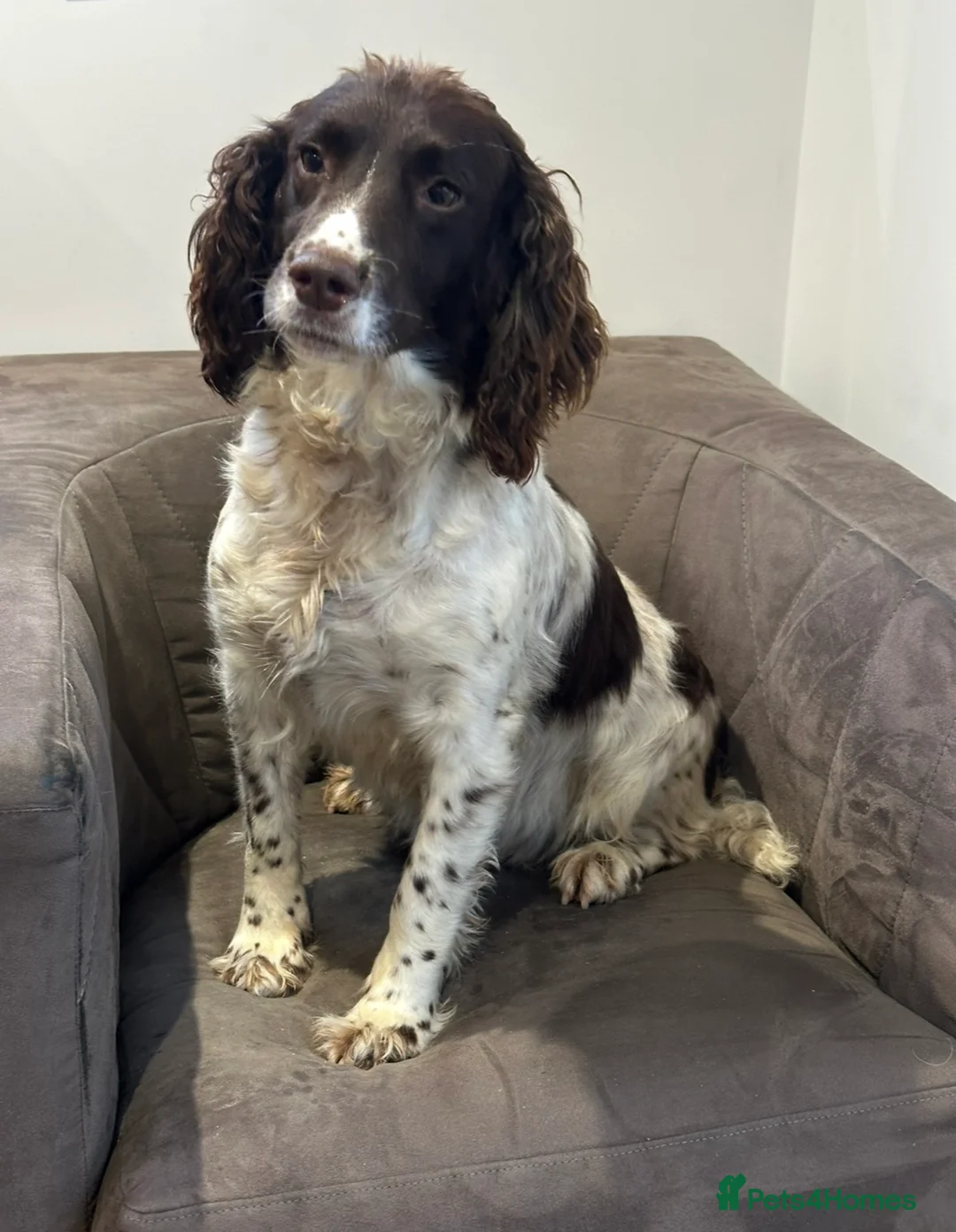 English Springer Spaniel dogs for sale: Springer Spaniel Bitch  - Advert 2