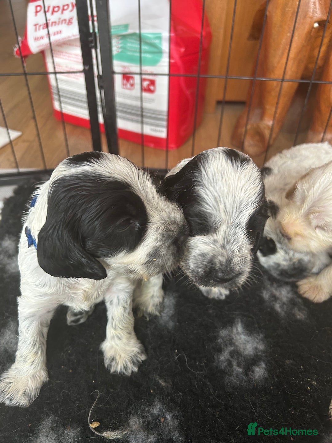 Cocker Spaniel dogs for sale: Cocker Spaniel Pups – From Lindridge Line  - Image 21