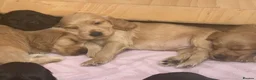 Cocker Spaniel dogs for sale: Beautiful pedigree English show cocker puppies 🐾 in Knutsford - Advert 12