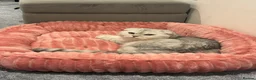 Scottish Fold cats for stud: Beautiful Scottish Fold Stud - Advert 5