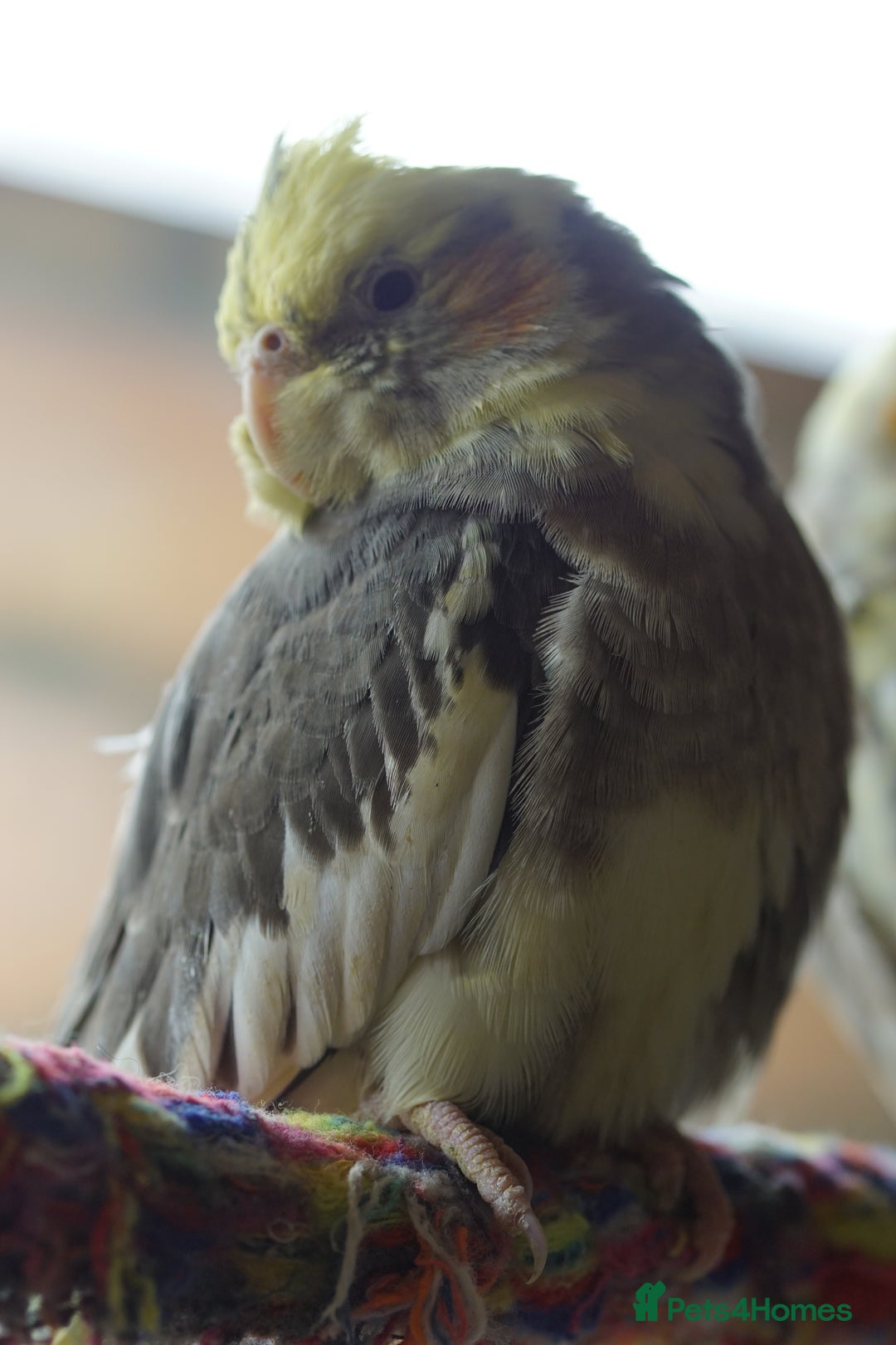 Cockatiels birds for sale: Cockatiels Mixed Genders  - Advert 18