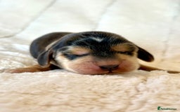 Cocker Spaniel dogs for sale: KC Reg Fully Health Tested Showline Cocker Spaniel - Image 13