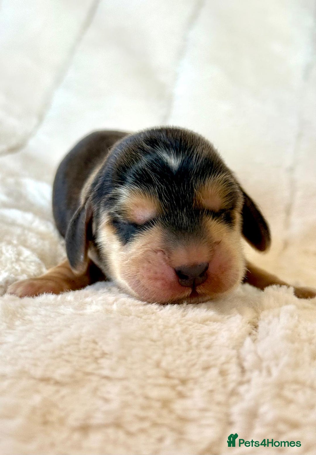Cocker Spaniel dogs for sale: KC Reg Fully Health Tested Showline Cocker Spaniel - Image 13