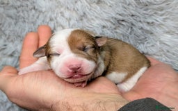 Jack Russell dogs for sale: ❤️3/4 Jack Russell babies ❤️ - Advert 22