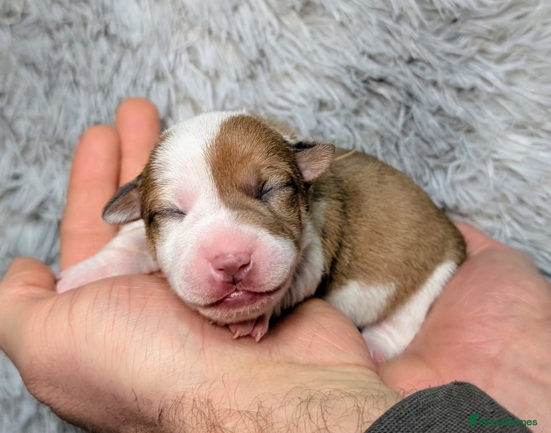 Jack Russell dogs for sale: ❤️3/4 Jack Russell babies ❤️ - Advert 22