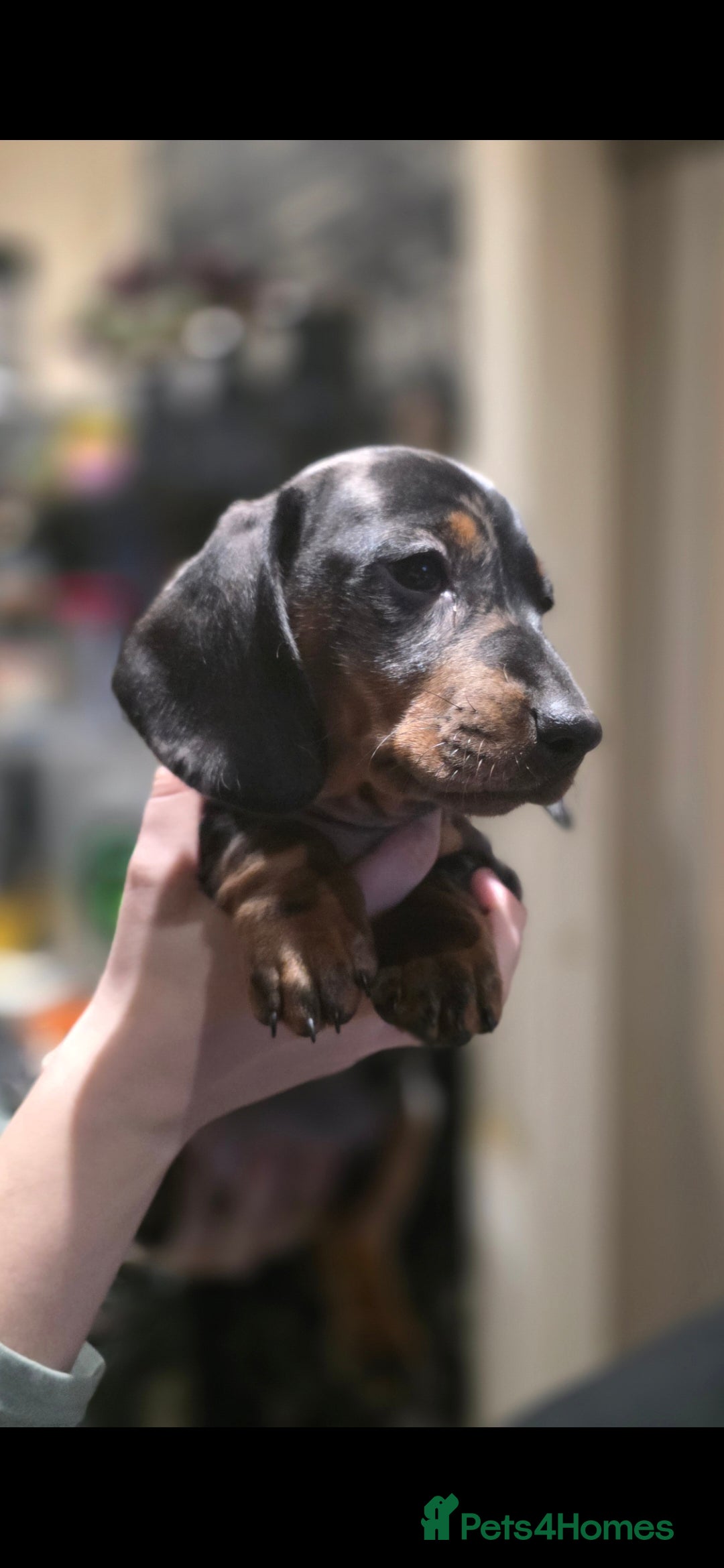 Dachshund dogs for sale: Beautifull puppies  - Advert 17