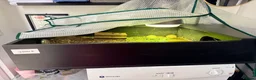 Tortoise reptiles for sale: Sacata tortoise x2 - Advert 4