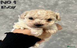Maltipoo dogs for sale: 4 Beautiful Maltipoos for SALE  - Image 1