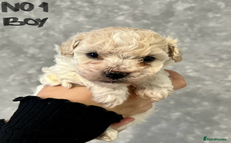 Maltipoo dogs - Advert 1