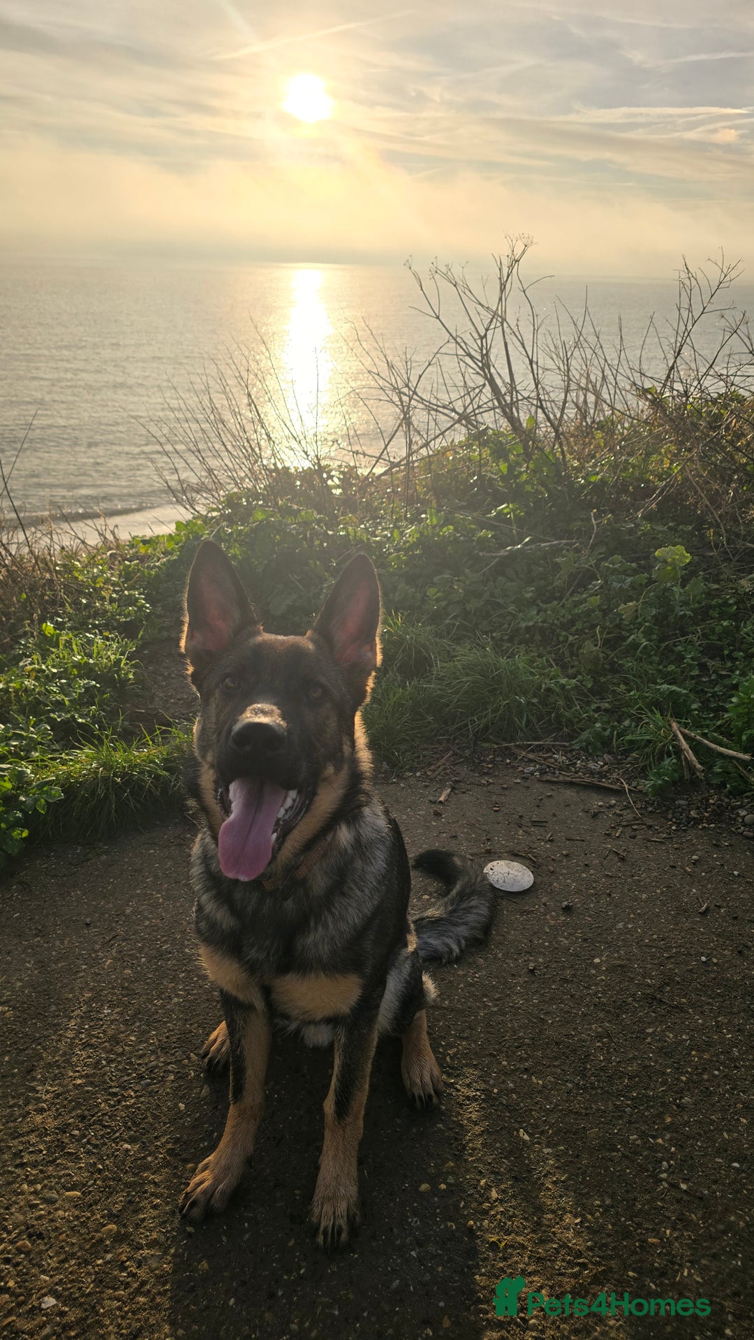 German Shepherd dogs for sale: 7 month old German Shepherd  - Advert 5