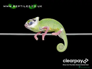 Chameleon reptiles CHAMELEON BABIES - Advert 9
