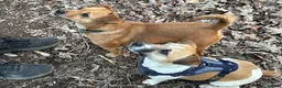 Jack Russell dogs for sale: Rainbow litter of Jack Russell’s - Advert 11