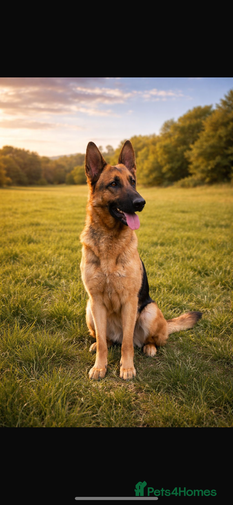 German Shepherd dogs 10 beautiful German shepherd  - Advert 2