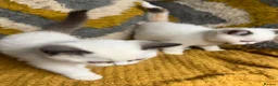 British Shorthair cats for sale: Stunning British shorthair kittens - Advert 8