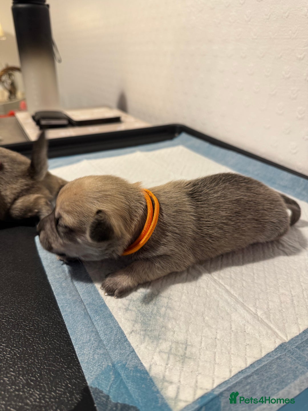 Chiweenie dogs for sale: 5 Beautiful Chiweenie Puppies - Image 22