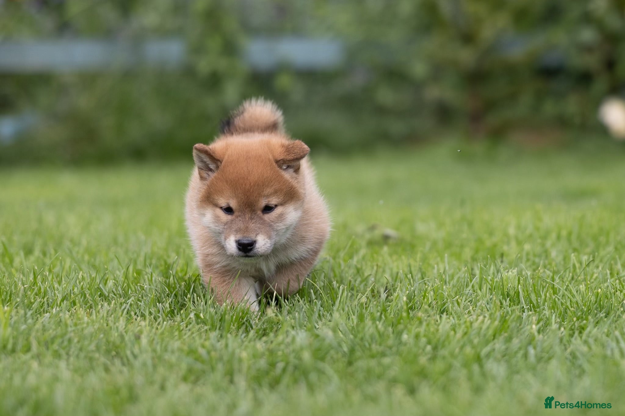 Japanese Shiba Inu dogs READY NOW Elite Japanese Shiba Inu puppies. - Advert 4