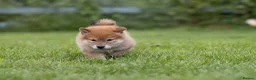 Japanese Shiba Inu dogs for sale: READY NOW Elite Japanese Shiba Inu puppies. - Advert 1