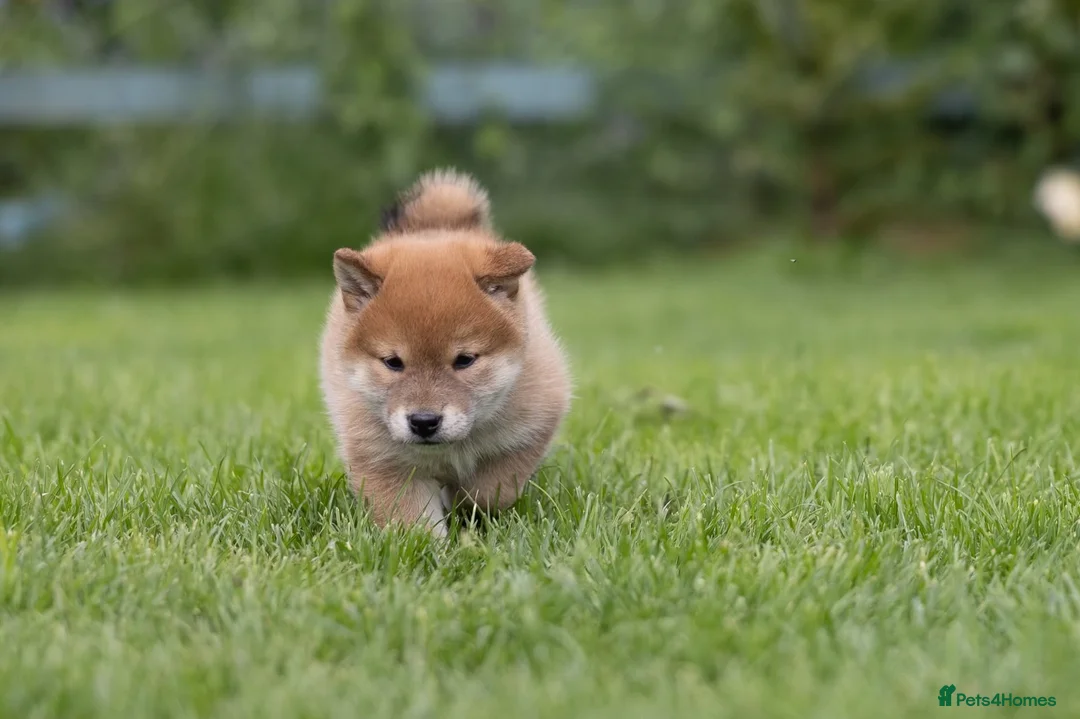 Japanese Shiba Inu dogs for sale: READY NOW Elite Japanese Shiba Inu puppies. - Advert 1