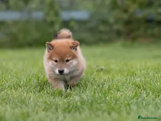 Japanese Shiba Inu dogs READY NOW Elite Japanese Shiba Inu puppies. - Advert 4