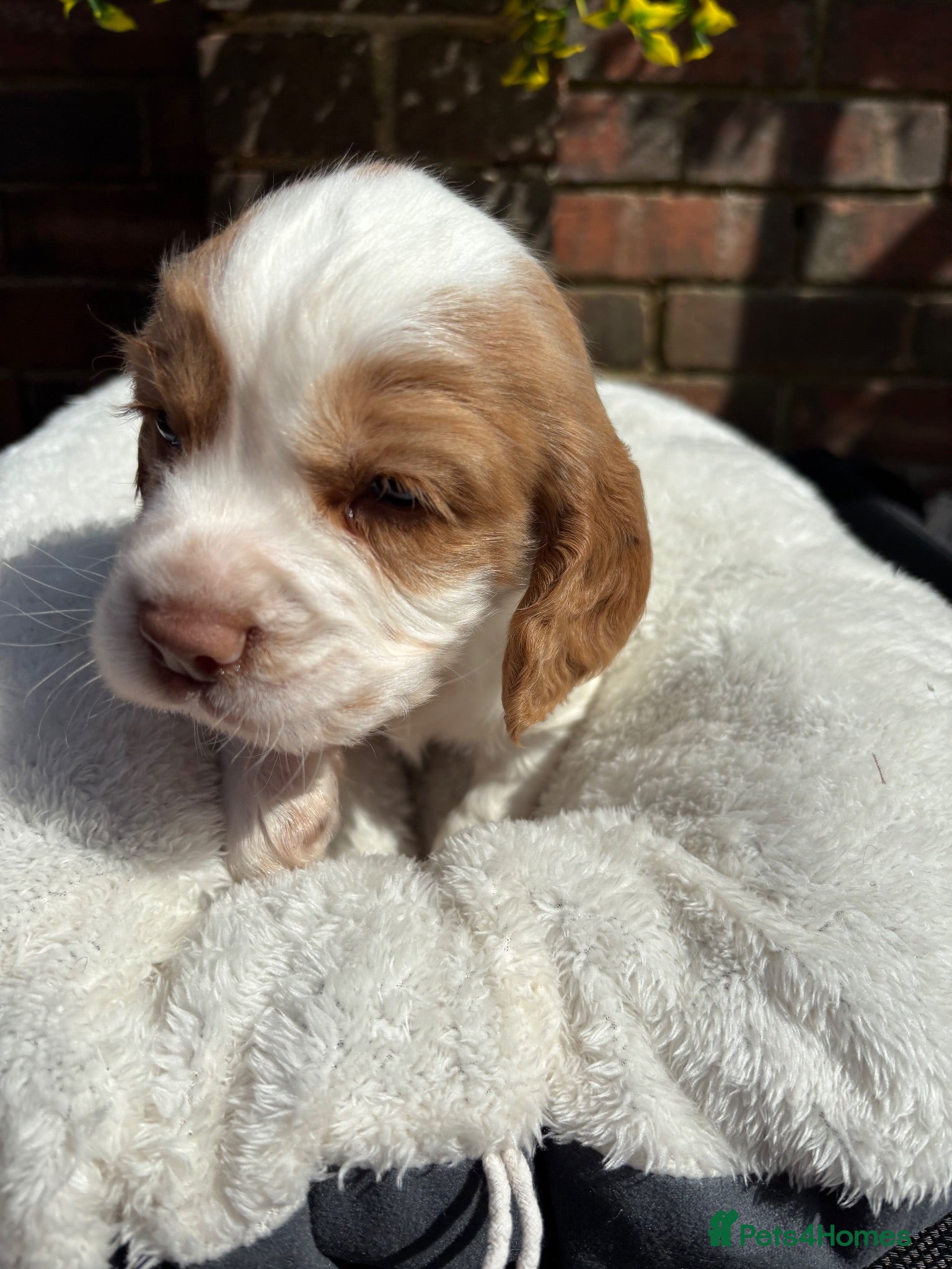 Cocker Spaniel dogs Working cocker spaniel 1 boy available  - Advert 5