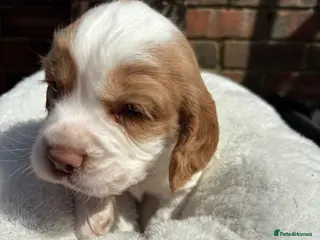 Cocker Spaniel dogs Working cocker spaniel 1 boy available - Advert 5