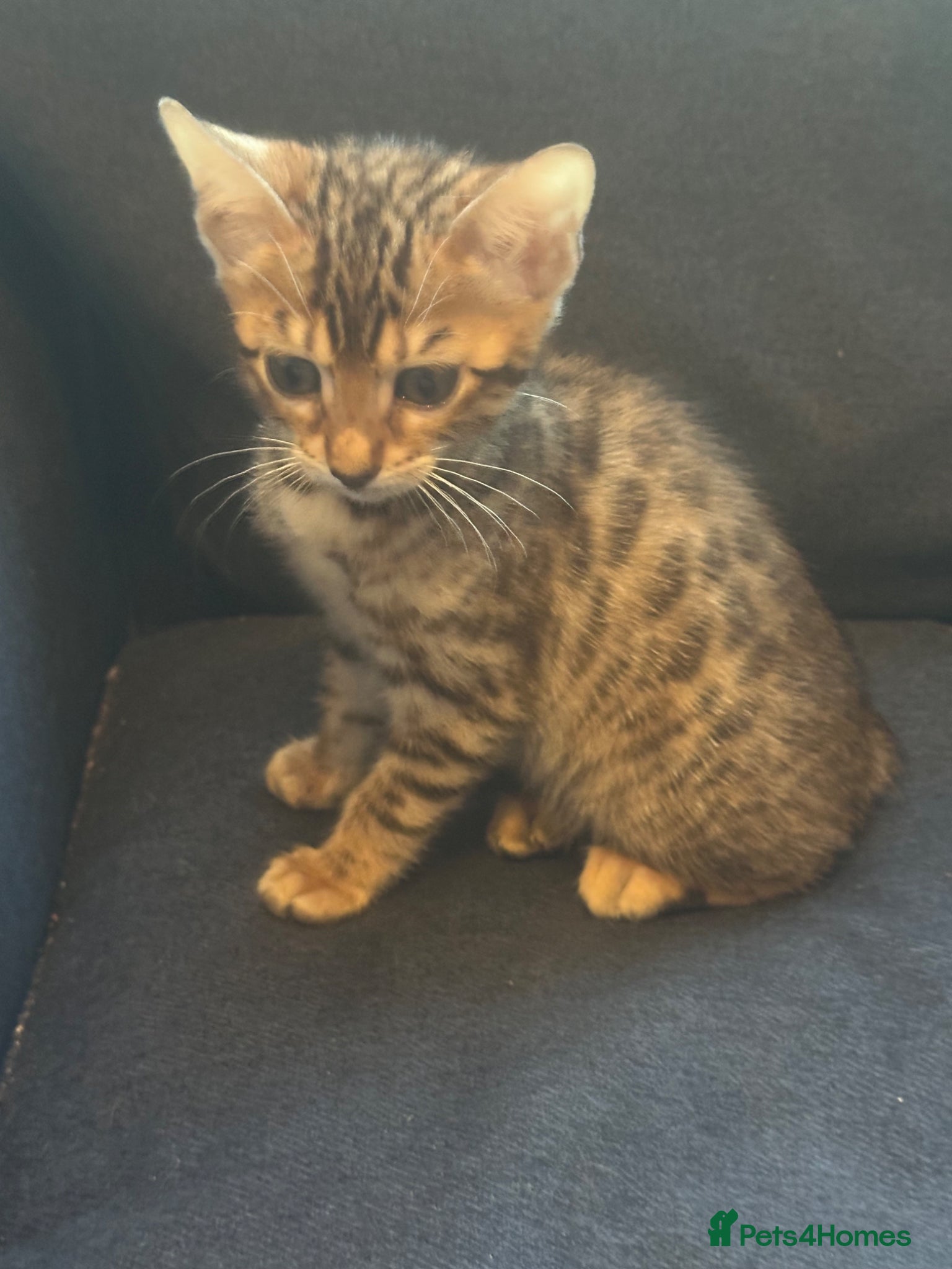 Bengal cats Pure breed Bengal kittens - Advert 1