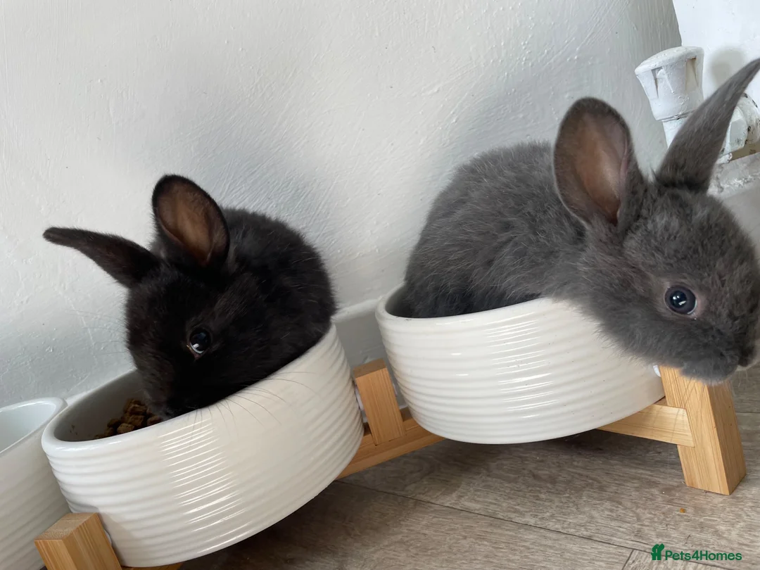 Mixed Breed rabbits for sale: Two baby rabbits - Advert 2