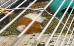 Guinea Pig rodents for sale: Guinea pig and enclosure  - Image 2