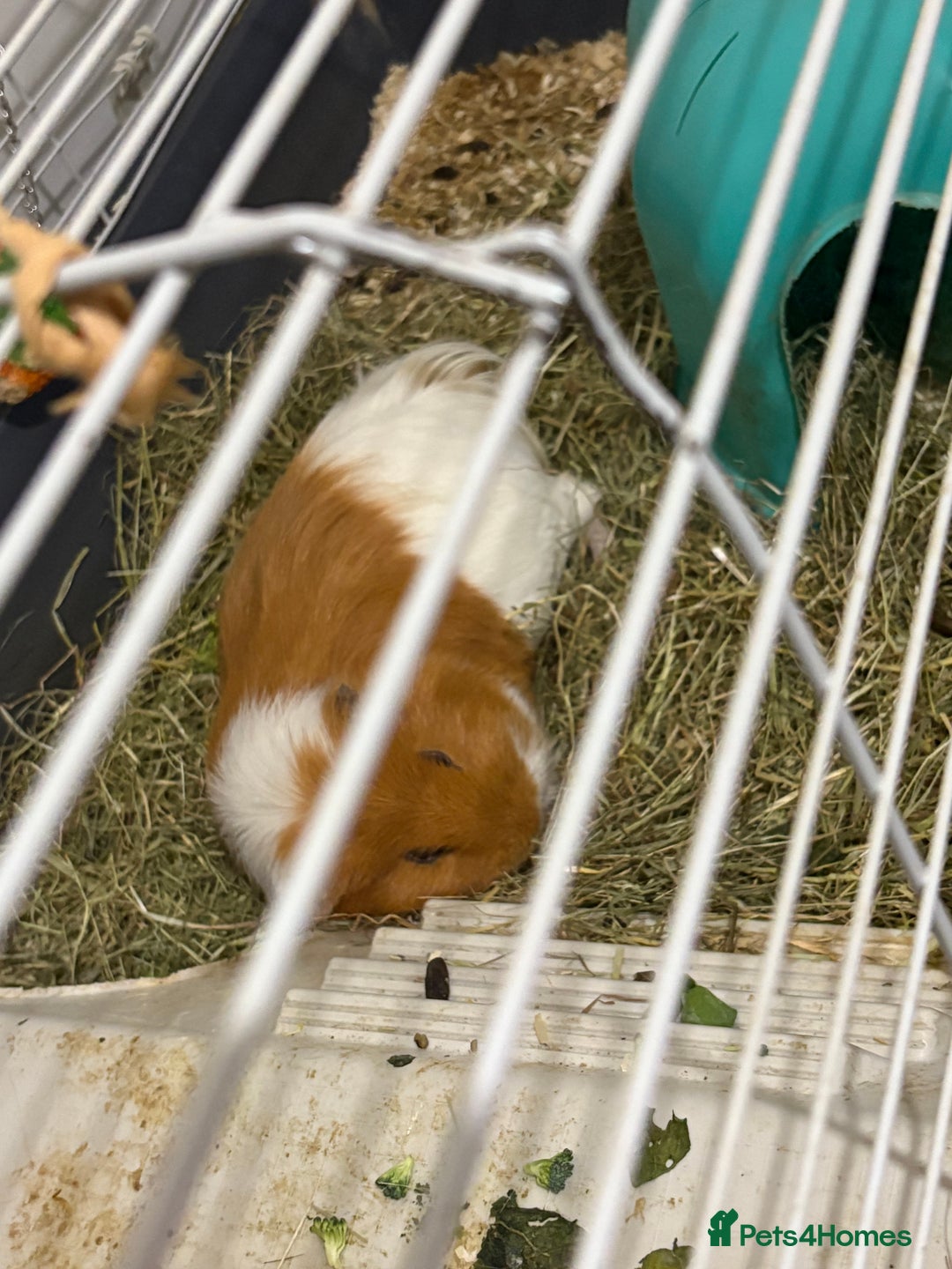 Guinea Pig rodents for sale: Guinea pig and enclosure  - Image 2