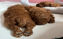 Toy Poodle dogs for sale: Adorable Deep Red Toy Poodle Puppies Available! 🐾 - Image 25