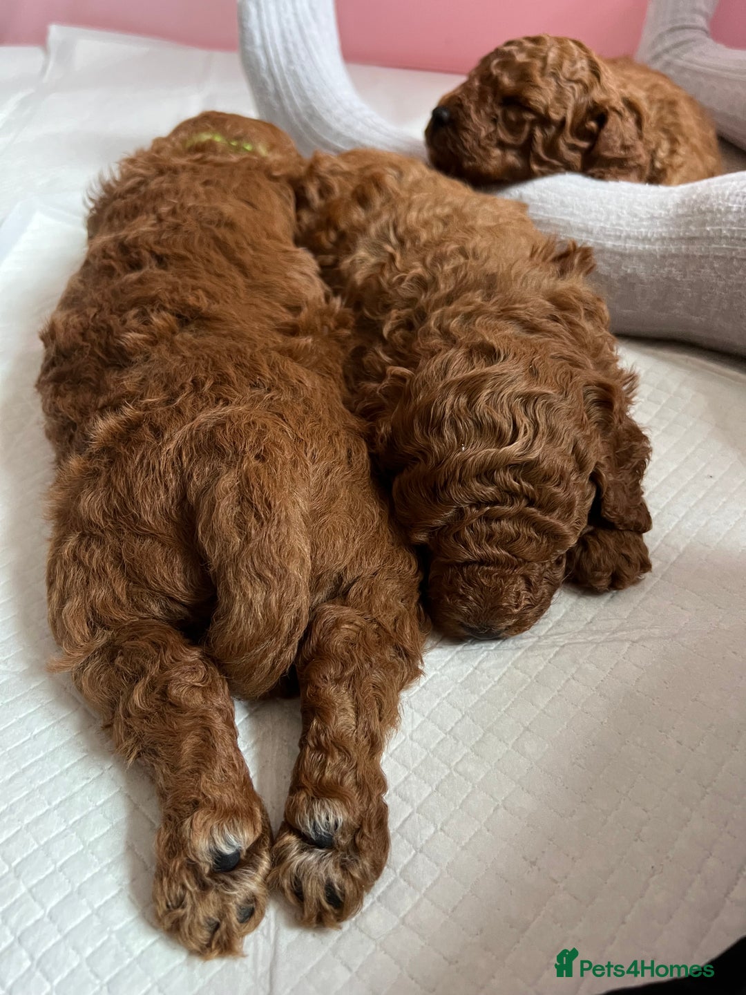 Toy Poodle dogs for sale: Adorable Deep Red Toy Poodle Puppies Available! 🐾 - Image 25