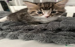 Mixed Breed cats for sale: 3 Healthy, Playful Kittens  - Image 26
