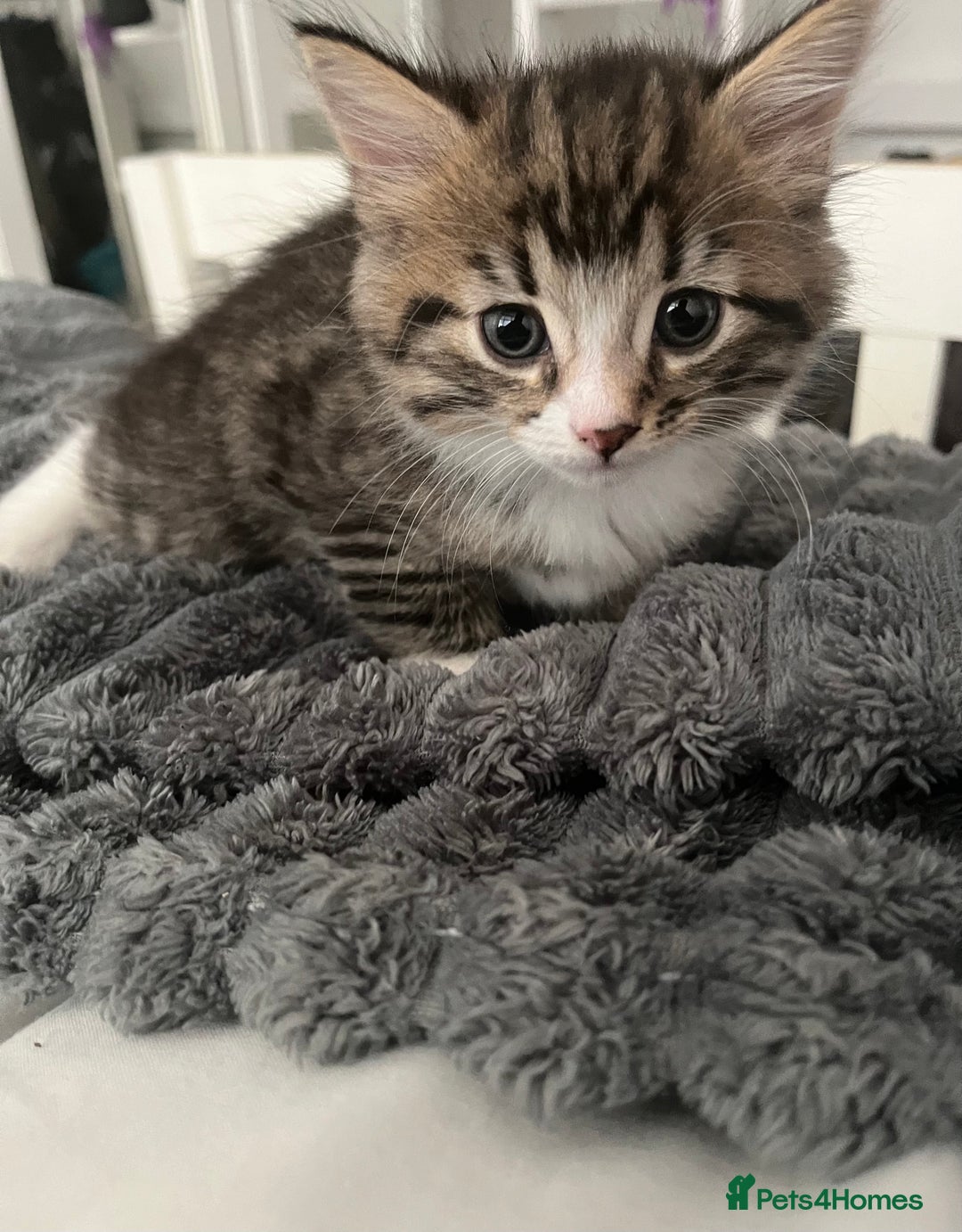 Mixed Breed cats for sale: 3 Healthy, Playful Kittens  - Image 26