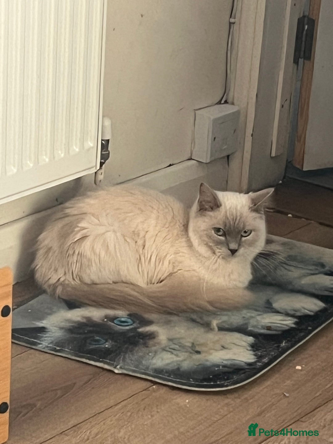 Ragdoll cats for sale: Gorgeous Tica Cherubim ragdoll kittens  - Advert 9