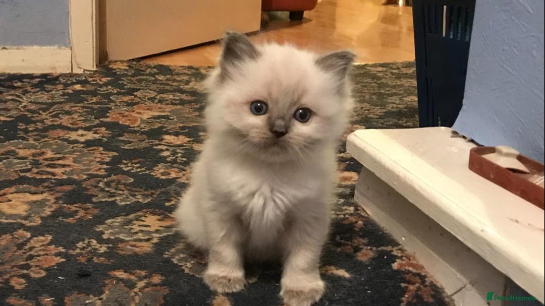 Ragdoll cats for sale: 🐾 GCCF Pedigree ragdolls🐾 - Image 1