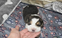 Beagle dogs for sale: Beautiful KC Beagle Puppies – DNA Health Tested  - Image 14