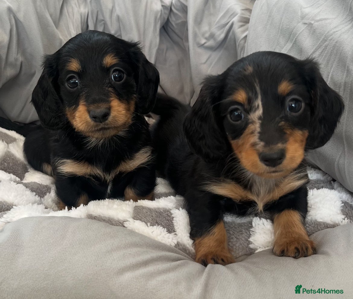 Miniature Dachshund dogs Long Hair Miniature Dachshunds  - Advert 1