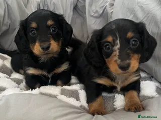 Miniature Dachshund dogs Long Hair Miniature Dachshunds - Advert 1