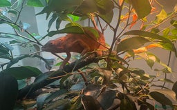Chameleon reptiles for sale: Female Panther chameleon - Image 4